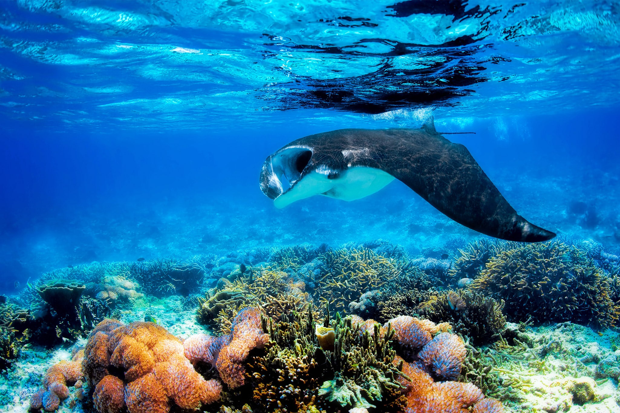 Discover a living aquarium under the pristine waters of New Caledonia, which has one of the three largest barrier reef systems in the world.