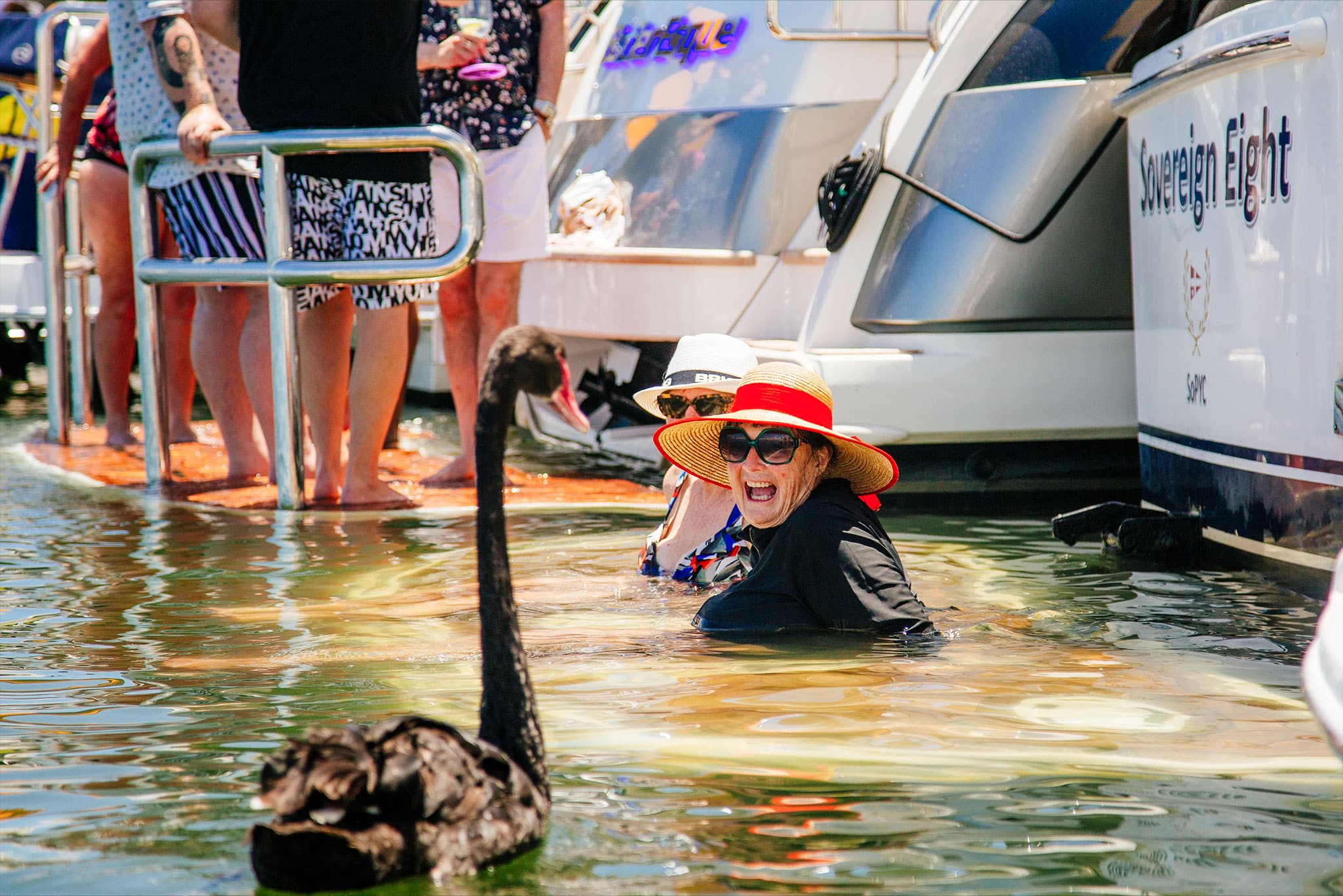 Swanning around in the Swan River, which lives up to its name.