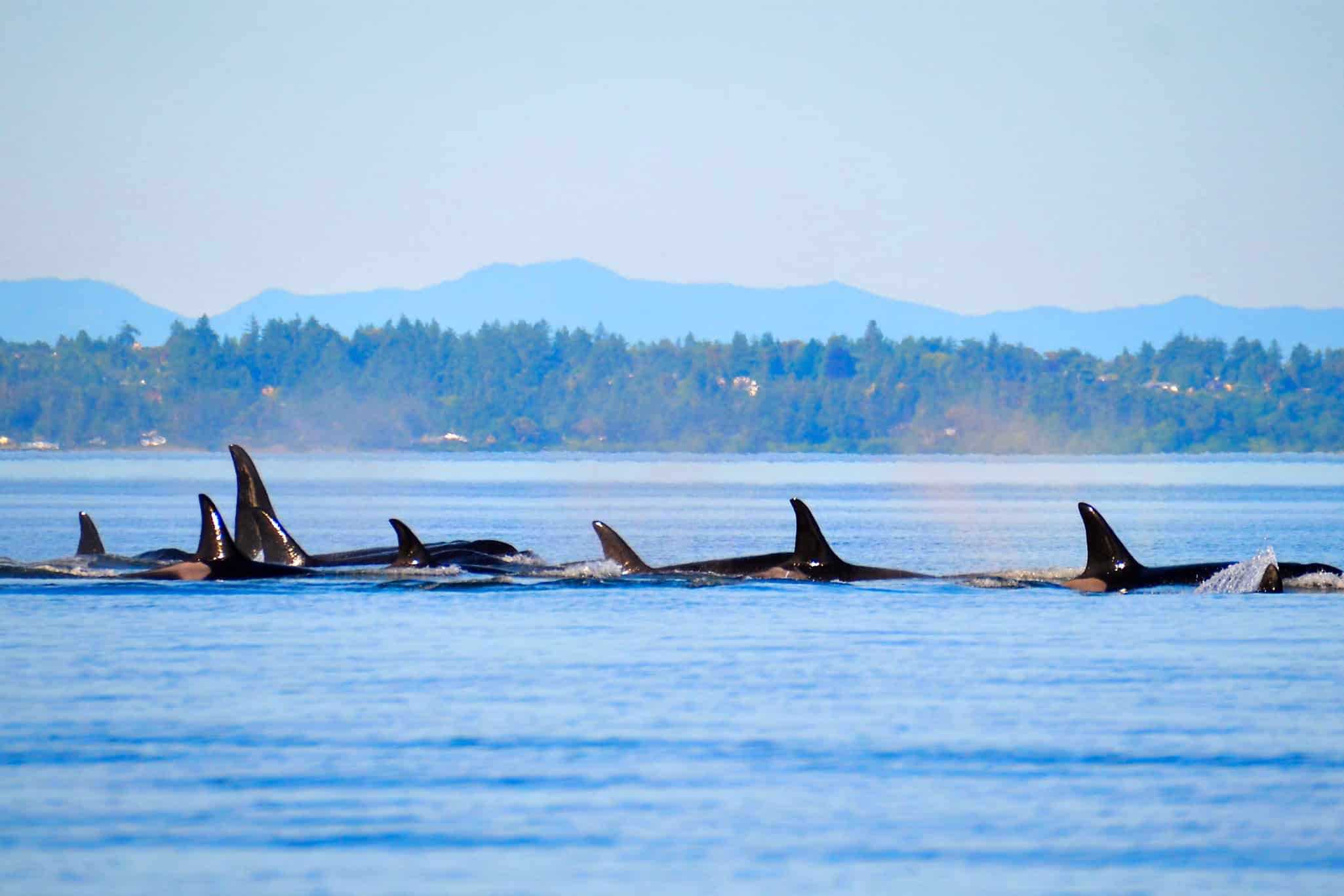 It’s easy to spot Orcas, gray and humpback whales, year-round in the Pacific Northwest.