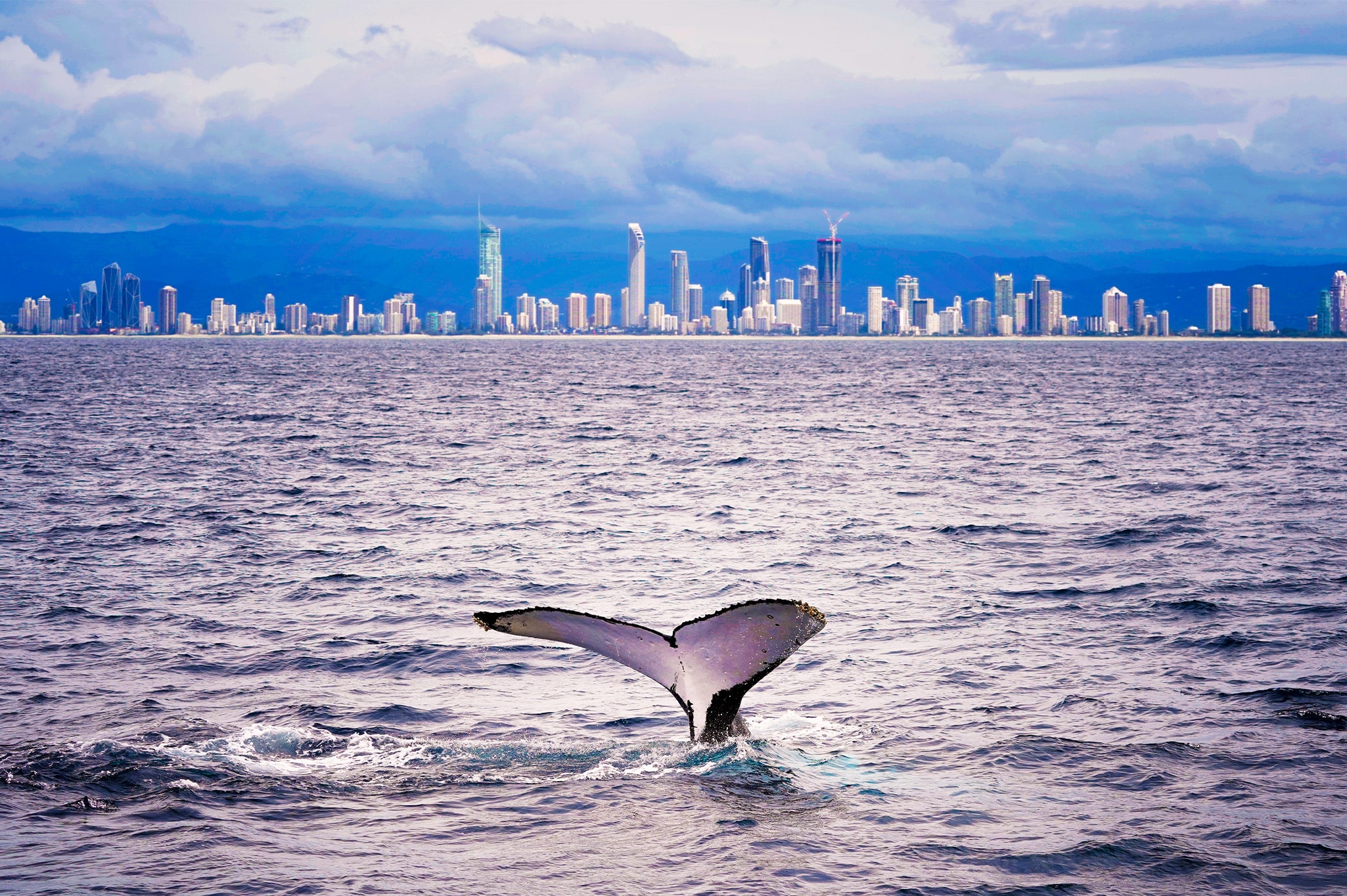Whale season, from July to November, offers the chance of an entertaining surface interval between dives. Image credit: Destination Gold Coast