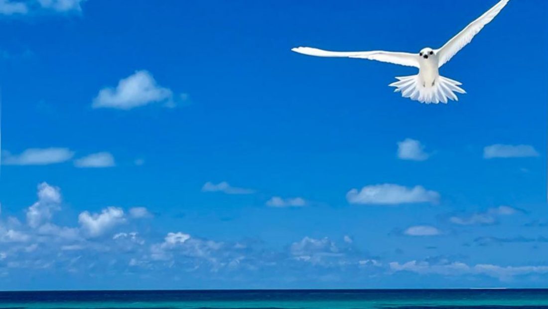 bird