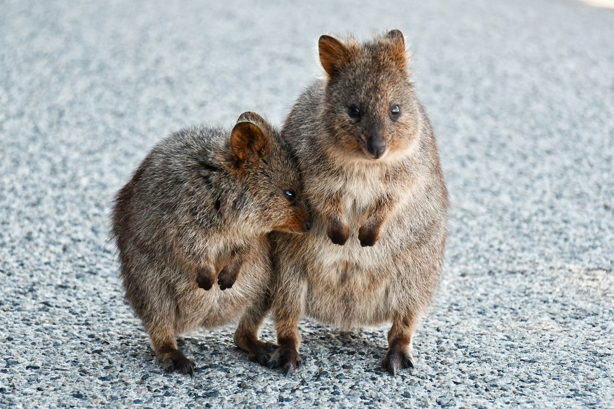 Friendly and adorable Quokkas can only be found on Rottnest Island.